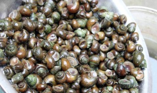 如何清洗螺蛳（如何清洗螺蛳表面）