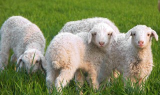 刚剪下的羊毛如何清洗（新剪的羊毛怎样洗干净去膻味）
