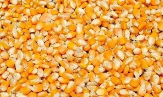 老玉米窝料制作方法（老玉米窝料制作方法视频）