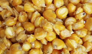 发酵玉米饵料制作方法 自制老坛发酵玉米窝料