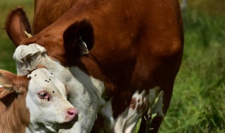 牛的年龄鉴别方法 牛的年龄鉴别方法可概括为