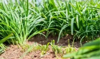 韭菜种子的种植方法（韭菜种子的种植方法和时间介绍）