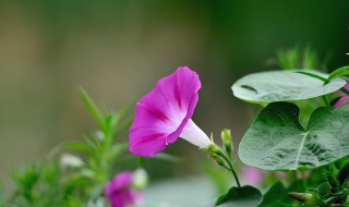 牵牛花种植时间方法 牵牛花种植时间方法图解