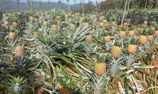 波罗盆栽种植方法（波罗盆栽种植方法和技术）