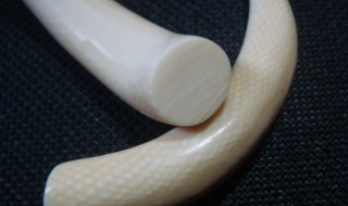 象牙鉴别方法 象牙鉴别方法图解视频