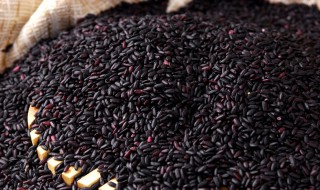 黑米真假的鉴别方法 真黑米和假黑米图片