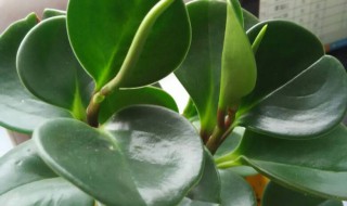 吸烟鬼的养殖方法（吸烟鬼的养殖方法和注意事项）