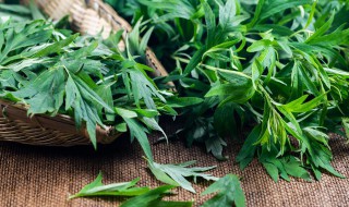 艾叶煮水洗澡正确方法（艾叶煮水洗头太厉害了）