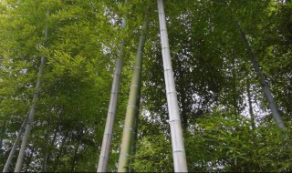 毛竹怎么处理防虫