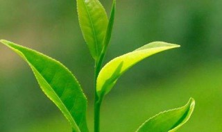 绿茶变味怎么处理（绿茶变味怎么处理掉）