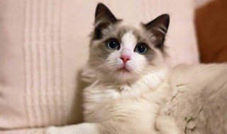 猫尿难闻怎么处理（猫尿难闻怎么处理好）