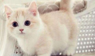 奶猫眼屎怎么处理