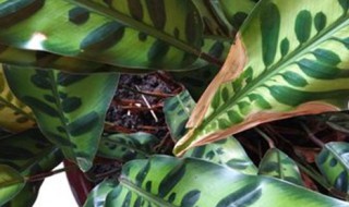 纹株的养殖方法（文珠植物怎么养）