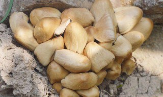 野菇的保存方法 野菇的保存方法和温度