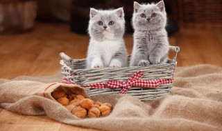 养猫驱虫的方法 养猫咪怎么驱虫