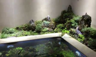 鱼池里水草怎么处理（鱼池水草有什么作用）