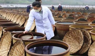 醋吃多了会怎么样（玫瑰醋吃多了会怎么样）