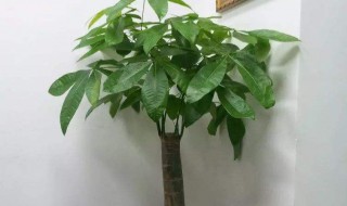 怎样养发财树 怎样养发财树多长时间浇水