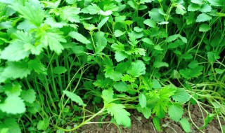 夏天35度怎样种植香菜 香菜怎么催芽比较快