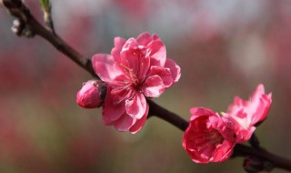怎样催旺桃花运（怎么催旺桃花运）