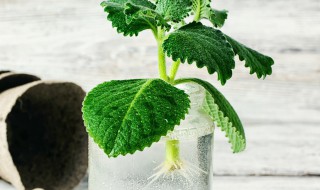 怎么样在家自制生根水（自制生根水的配方与治疗）