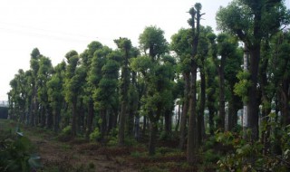 大香樟树怎样做盆景（大香樟树怎样做盆景好看）