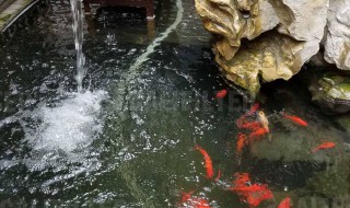 鱼池暴雨后怎么处理 鱼池暴雨后怎么处理干净