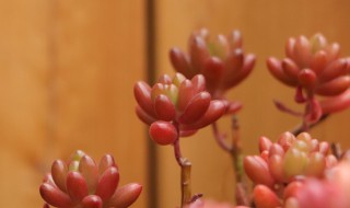 斩头插枝的方法（斩头插枝的方法是什么）