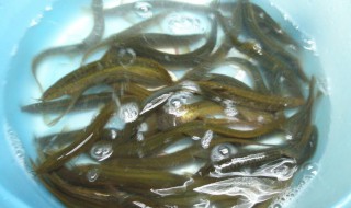 泥鳅在家里清水能养吗 自来水养泥鳅能活多久