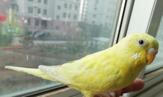 家里养鹦鹉的凶吉（家里养鹦鹉吉利吗）