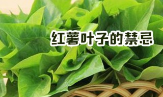 红薯叶子的禁忌（红薯叶子对身体有什么功效）
