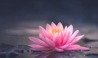 家里为什么不能养荷花（家里为什么不能养荷花 祖宗）