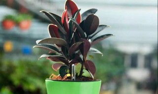 家里适合养什么植物 家里适合养什么植物对家庭比较好