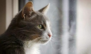 梦见小猫是什么意思（梦见小猫是什么意思周公解梦）