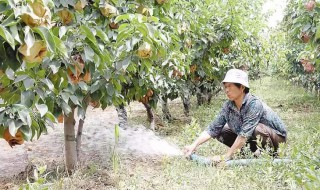 怎样做肥水浇果树（怎样做肥水浇果树最好）