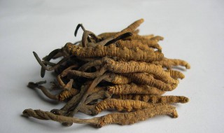 冬虫夏草怎么来的（冬虫夏草是怎么形成的）