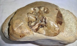 发现海洋生物化石的原因 发现海洋生物化石的原因有哪些