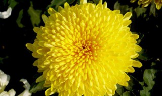 菊花有什么颜色（菊花有什么颜色 (越多越好）