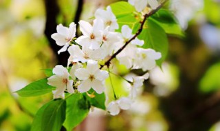 梨花什么时候开 梨花什么时候开花