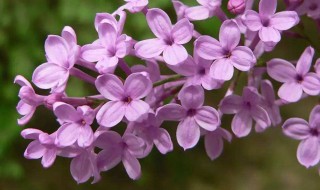 丁香花是什么颜色（丁香花是什么颜色的花）