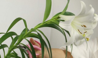 百合花什么时候开花 百合花什么时候开花 几点钟