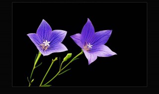 桔梗花的花语是什么（蓝洋桔梗花的花语是什么）