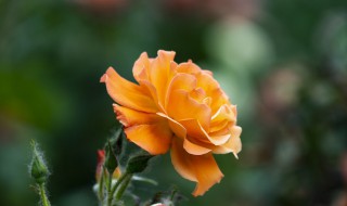 月季花什么颜色 月季花什么颜色ABB