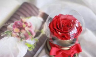 永生花的花语是什么（粉色永生花的花语是什么）