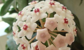 球兰怎么养才能开花（球兰怎么养才能开花的视频）