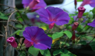 什么的牵牛花填空颜色 什么的牵牛花填合适词语颜色