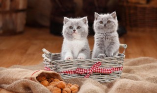 怎么给猫咪驱虫（怎么给猫咪驱虫最合适）