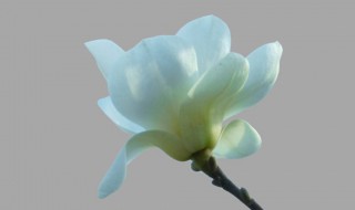 玉兰花是什么颜色的 玉兰花是什么颜色的花瓣