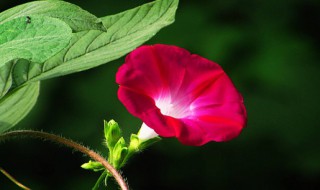 牵牛花是什么颜色 牵牛花是什么颜色的花瓣