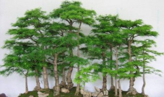 怎样自己挖树做盆景（怎样自己挖树做盆景呢）